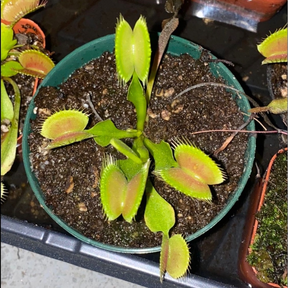 Venus flytrap